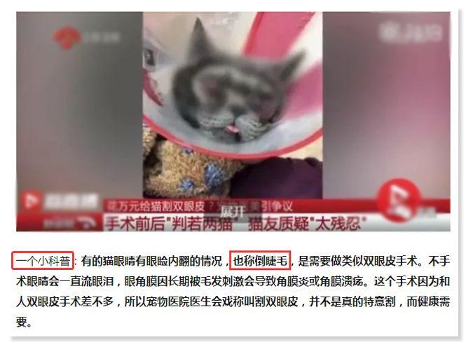 鏟屎官注意！眼瞼內翻≠倒睫毛，越早診斷治療傷害越小