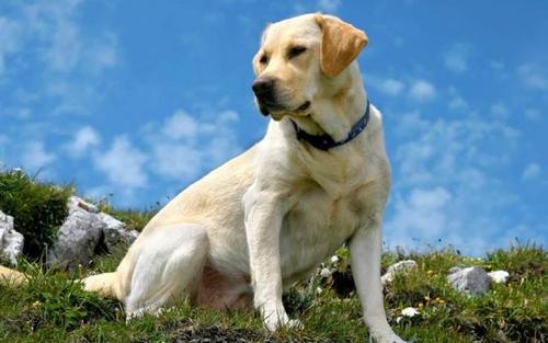 飼養拉布拉多時,5大禁忌不能觸犯