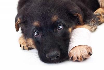 犬白內障相關知識:幼犬也可能是患者,而病因就是遺傳的基因