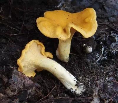 狗狗也中毒!?吃菌需謹慎,這份指南請速速查收→