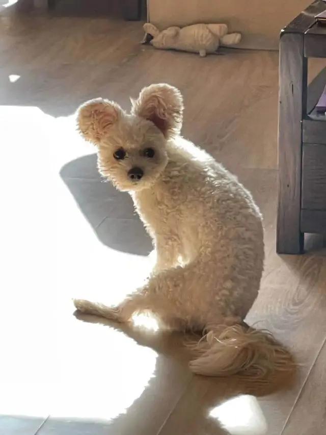 哈哈我笑到隔壁院子的哈士奇要和我拜把子