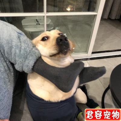 性格最好的五種中大型犬，有你心中所想嗎？