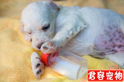 未滿月小狗的喂養法則