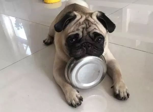 讓狗狗從此遠離皮膚病