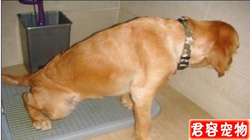 狗狗越胖越可愛?得糖尿病可就麻煩了