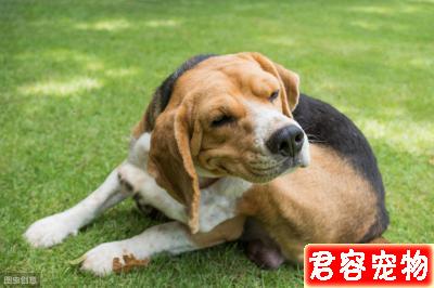 教你分辨狗狗常見皮膚病，以及治療方法，對癥下藥，不傳染