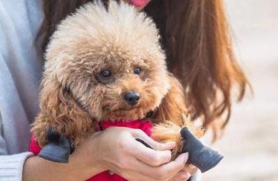養狗這么多年,現在才知道泰迪犬這幾個動作,背后的意思