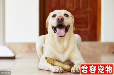 教你分辨狗狗常見皮膚病，以及治療方法，對癥下藥，不傳染