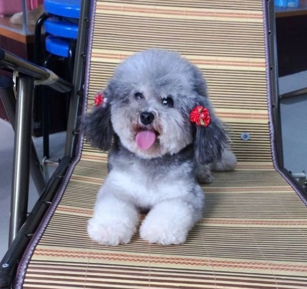泰迪犬的這8大顏色,你最喜歡哪種?