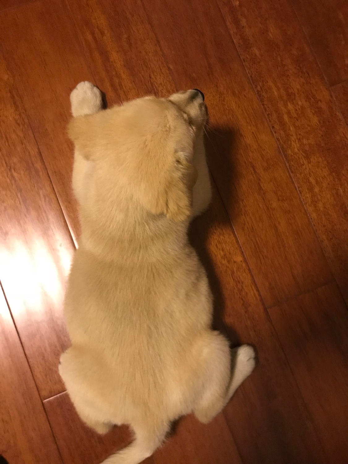 拉布拉多一個月長五斤，正常嗎？