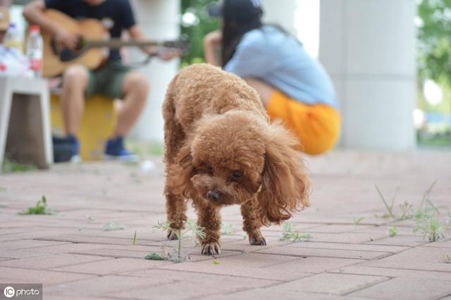 泰迪這10種行為，其實是在喊“救命”，寵主別忽視