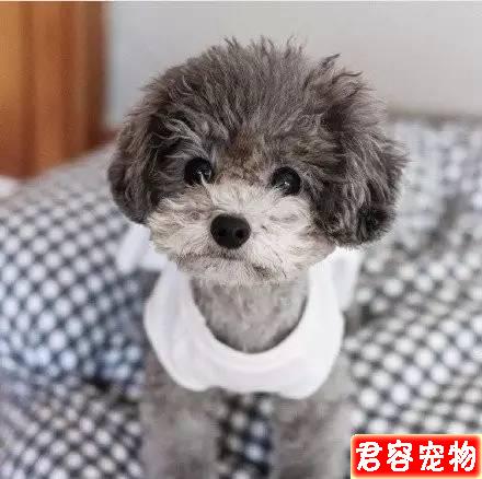 “特別討厭泰迪，看見就想踢是什么心態”？