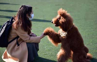 泰迪犬很調皮？快使用這4個好辦法，兩周還你一只乖狗狗！