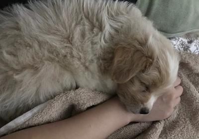 辟謠,米飯能代替狗糧成犬類主食?不能,狗狗消化淀粉存在缺陷