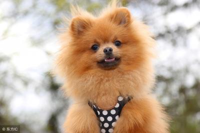 博美幼犬一天喂幾次,每次喂多少合適