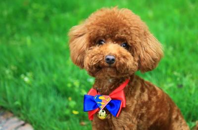 泰迪犬顏色這么多,最多人養的5種,你家上榜了嗎?