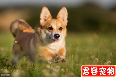 柯基怎么養,作為主人,你了解嗎?看一下該注意的地方,健康養狗