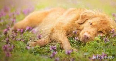 狗死后不可土埋,科學道理為你說明一切