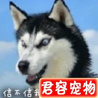 二哈，沙雕表情包，來嘍來嘍