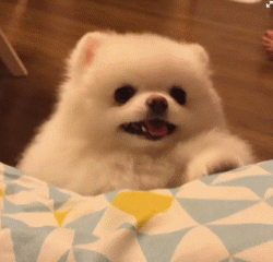 博美犬去淚痕的6個妙招,趕跑淚痕,簡單又實用