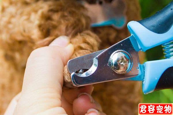 給狗狗剪趾甲,要不要剪?怎么剪?今天給鏟屎官說白說透!