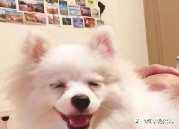 小博美去郊游累到眼睛瞇成縫，當媽媽拿出炸雞后……笑死！
