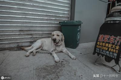辟謠:犬瘟和細小是一回事?不,它和細小是兩碼事,癥狀也不一樣
