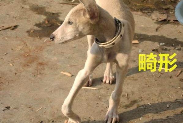 狗狗缺鈣的“6大表現”，你猜中幾個？