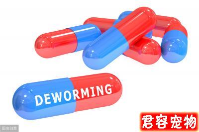 辟謠：狗狗驅蟲打驅蟲針比口服驅蟲藥效果好？寵物醫生告訴你答案