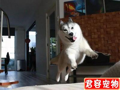 哈士奇搶玩具車沒想到被卡住了牙縫,不吃不喝一天后才獲主人解救