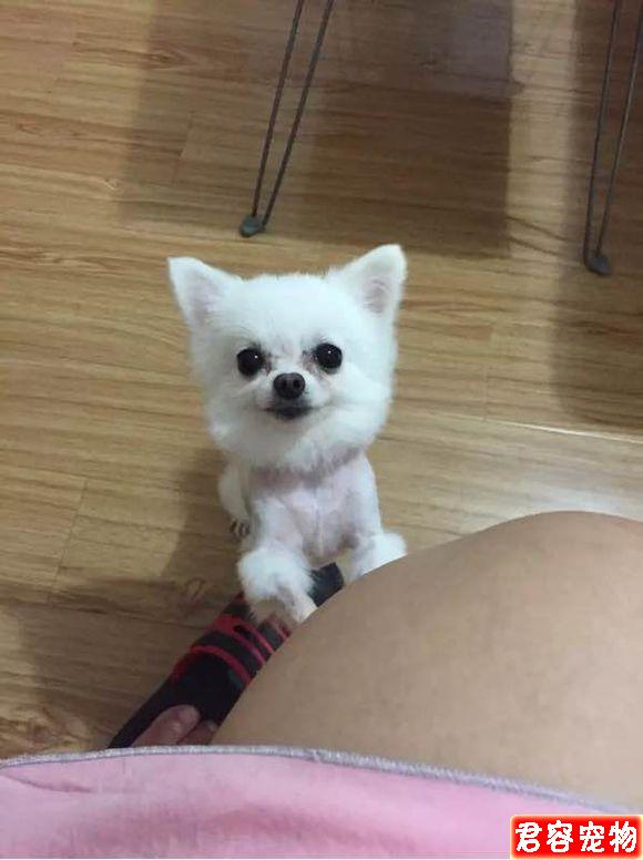 我家茶杯博美詳細接生過程