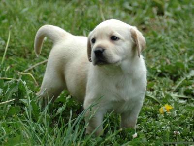 拉布拉多犬多少錢