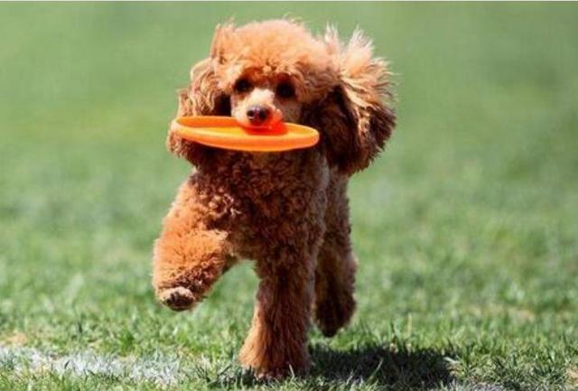學好這6個訓犬方法，鏟屎官可降低苦惱！