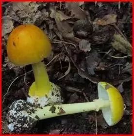 狗狗也中毒!?吃菌需謹慎,這份指南請速速查收→