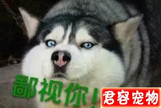 二哈，沙雕表情包，來嘍來嘍