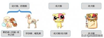 把泰迪當寶貝,應該給泰迪選什么狗糧好?