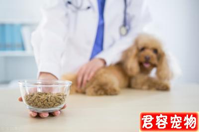 新手須知:泰迪幼犬狗糧喂多少?