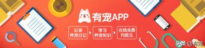 貴賓、貴婦、泰迪、比熊,傻傻分不清楚