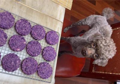 辟謠,米飯能代替狗糧成犬類主食?不能,狗狗消化淀粉存在缺陷