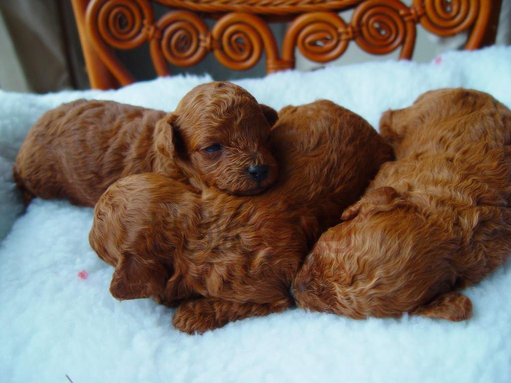 泰迪犬全年齡階段的“飼養注意”,合格的寵主都知道