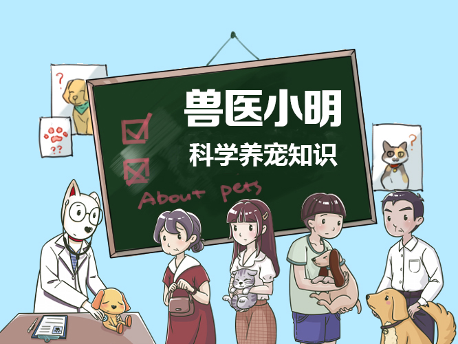 狗狗嘔吐千萬別忽視,你知道是因為啥嗎?以下3種原因比較常見