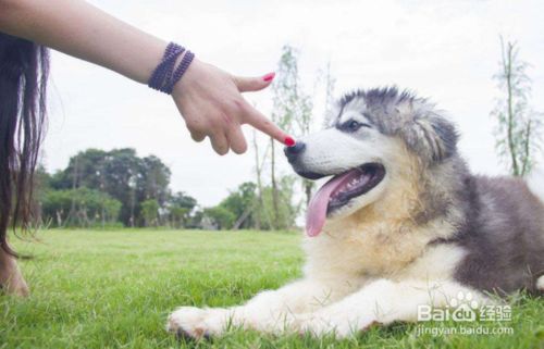如何讓狗狗不咬人