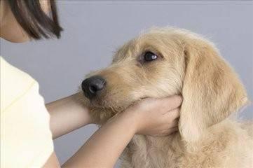 主人“常摸”狗狗的這5個部位，它會更愛著你