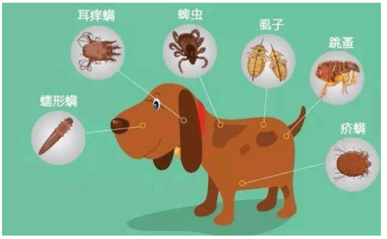 夏季寄生蟲席卷究竟給狗狗驅蟲多久一次?