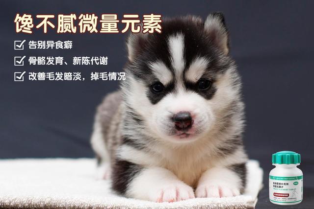 狗狗鼻子褪色，有方法減輕嗎？寵物醫生讓你回答！