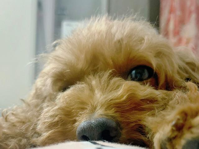 狗狗鼻子褪色，有方法減輕嗎？寵物醫生讓你回答！