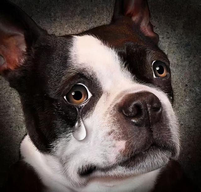 狗狗怎么會流眼淚呢？最普遍的好多個緣故！