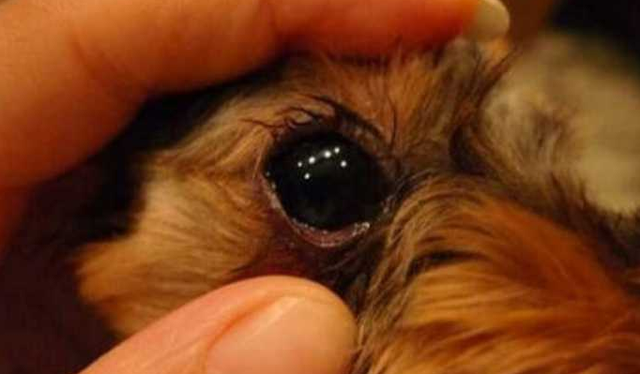 狗狗怎么會流眼淚呢？最普遍的好多個緣故！