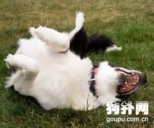 怎么通過誘惑和獎勵的方法來訓練狗狗？