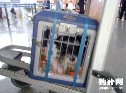 怎么讓狗狗喜歡上寵物箱